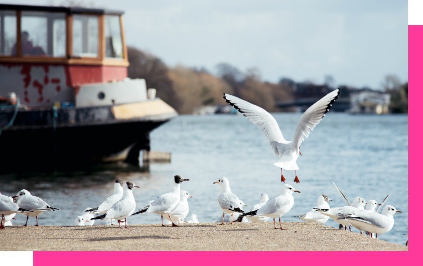 Best NYC to Hamptons, NY movers
